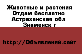 Животные и растения Отдам бесплатно. Астраханская обл.,Знаменск г.